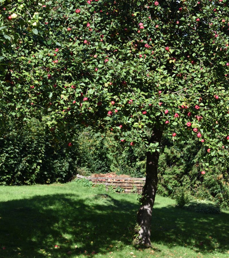 Obstbaumschnitt Baumpflege Landau